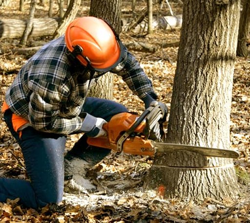 Tree Removal in Keensburg, IL